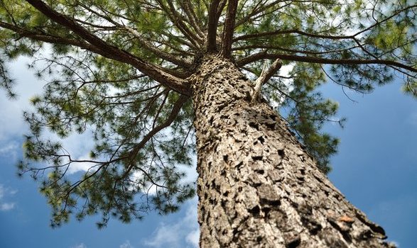 HygieneHolz – Der Baum mit verborgenen Kräften