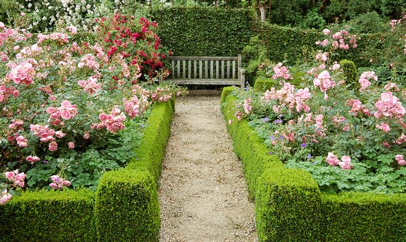 Natürliches Pflanzenstärkungsmittel. Bei befallenen Pflanzen Blattober- und Blattunterseiten einsprühen
