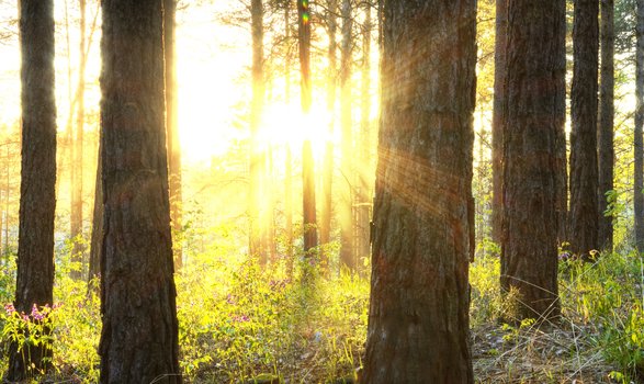 KiefernGold – Natürlich gewachsene Gesundheit