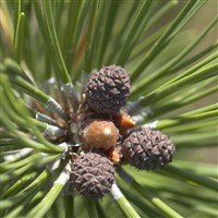 PinusVital – Zur Verbesserung des Hautbildes