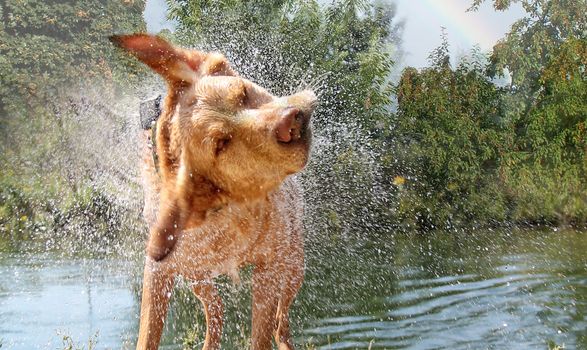 Beruhigt, pflegt und reinigt natürlich. Das Hundeshampoo aus der Natur – mit verblüffendem Effekt.